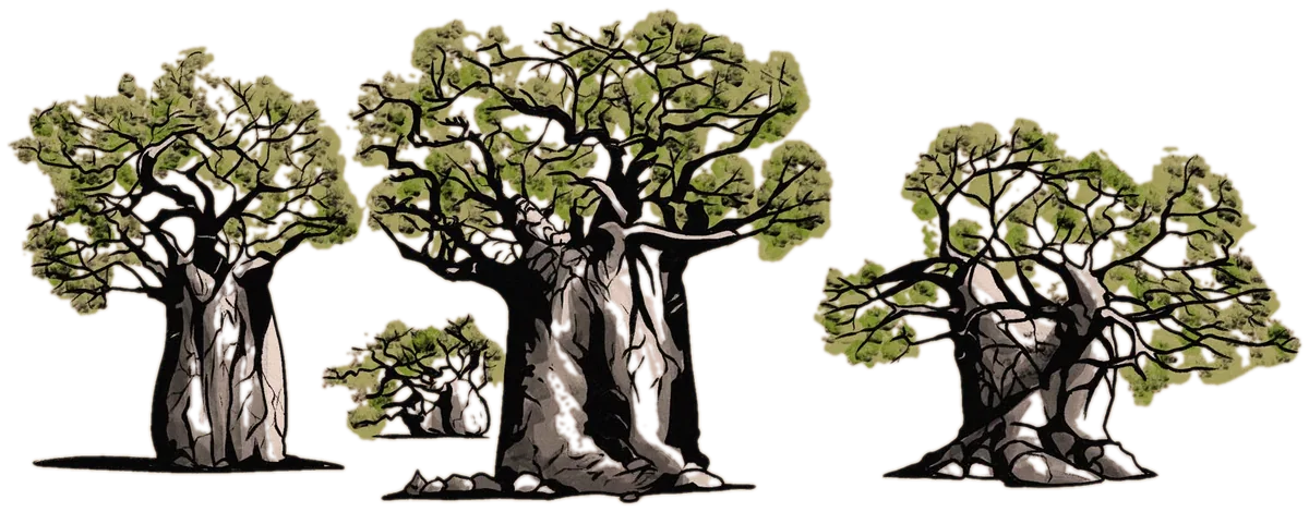 A family of baobab trees