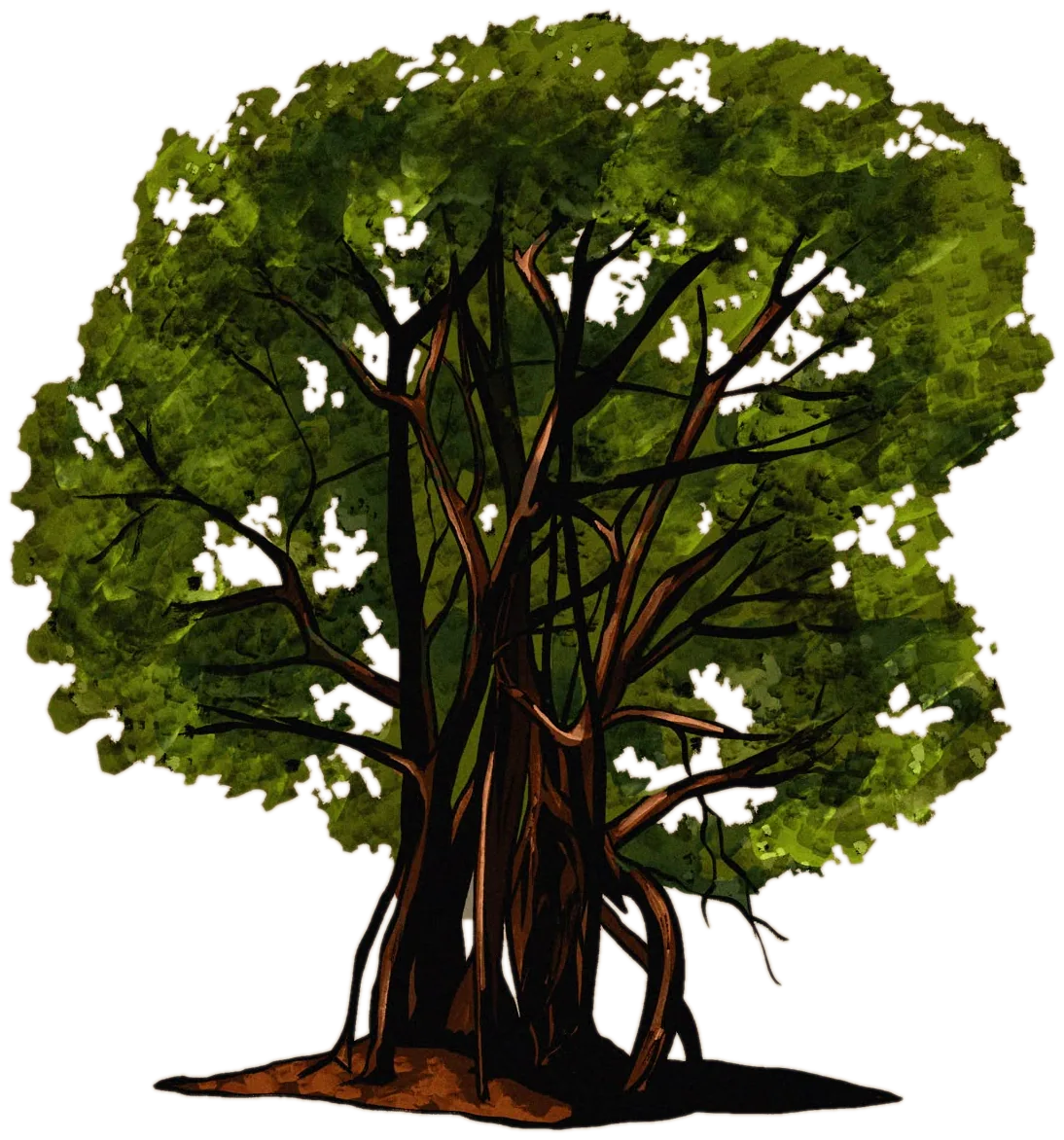 Great fig tree with hanging roots