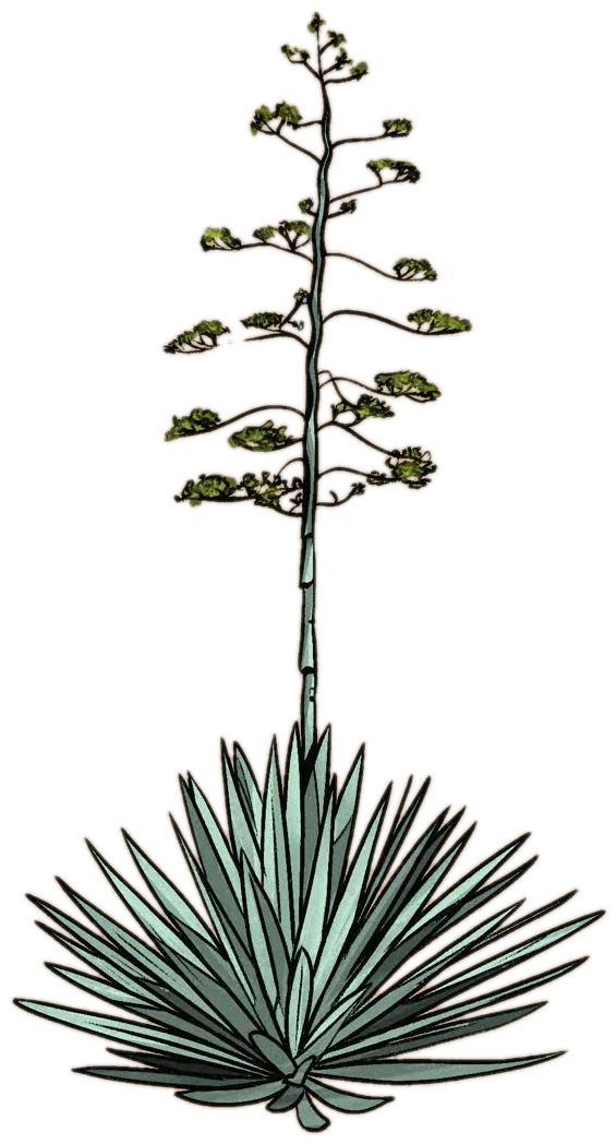 Sisal in bloom, its flower spike twenty feet tall