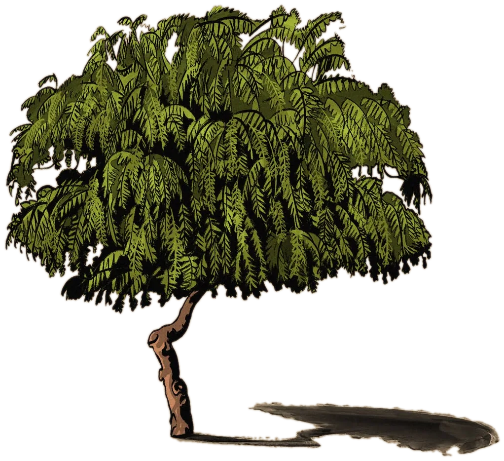 Neem tree
